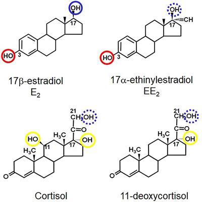 The Uptake of Ethinyl-Estradiol and Cortisol From Water by Mussels (Mytilus spp.)